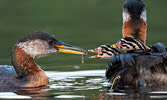 First Place - Best Wildlife Photo - Ari Wantoro