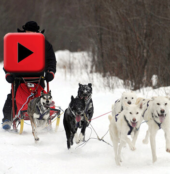 Brian Bergen starts 2019 sled dog racing season strong