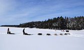 Community members enjoyed dog sled rides at the Cedar Bay lakeshore during Family Day last year courtesy of Jesse Terry. - Jesse Bonello / Bulletin Photo