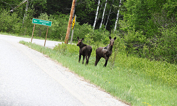 Changes announced to provincial moose harvest management program