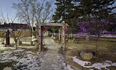 Purple lights adorn the St. Andrew’s United Church Peace Garden as part of the Shine the Light on Woman Abuse campaign, which brings awareness to the issue of men’s violence against women.   Tim Brody / Bulletin Photo