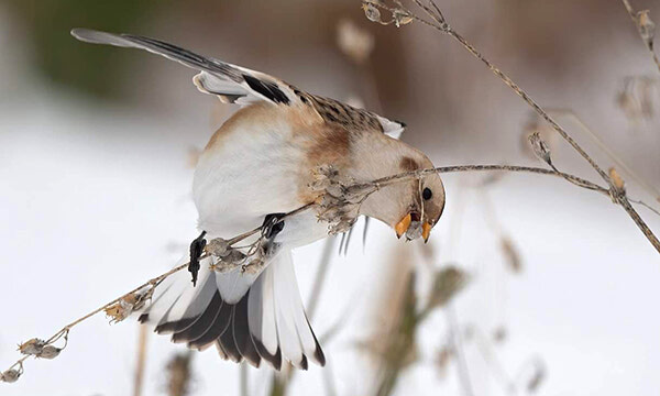 Michael Lawrence marks tenth year of Our Own Backyard: A Sioux Lookout Nature Calendar