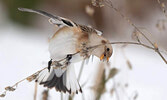 A Snow Bunting on a stem photographed by Lawrence at the Sioux Lookout Airport near the end of October.  - Photo courtesy Michael Lawrence