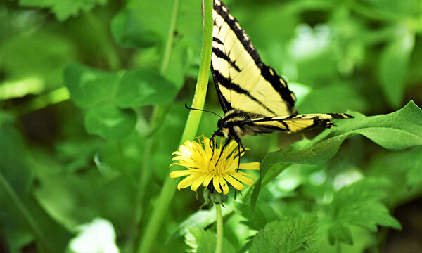 Butterflies among summer Sioux Lookout sights