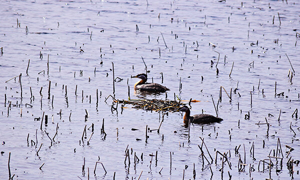 Spring migration