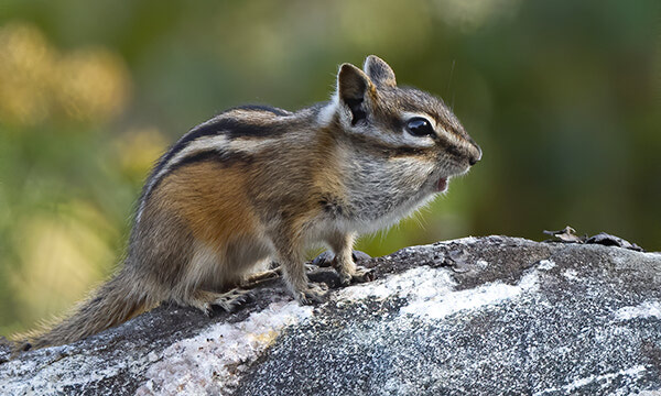 Cheeky chipmunk