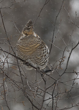 Feathered forager