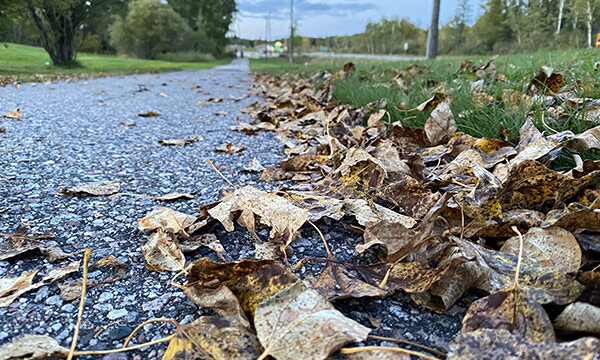 Autumn leaves