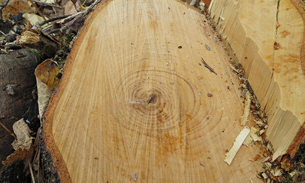 Dick's Hideaway: Counting tree rings